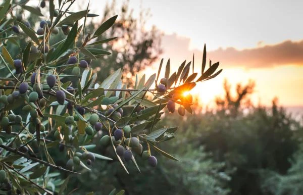 Choisir des végétaux adaptés à votre jardin avec Prestige Paysages